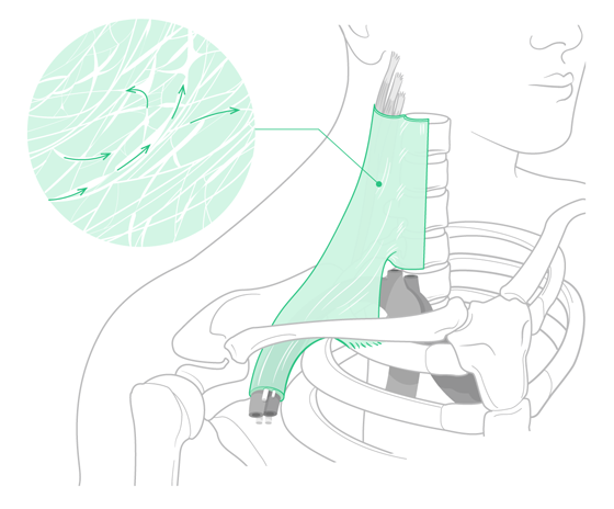 De bindweefsel bandage rondom de bloedvaten en zenuwen die verlopen van de hals naar de oksel - Niels van Veen Osteopathie - Dronten, Flevoland